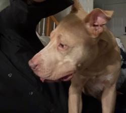 Found/Stray Female Dog last seen Poyner rd., Raleigh, NC 27612