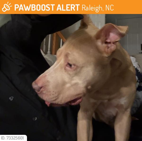 Found/Stray Female Dog last seen Poyner rd., Raleigh, NC 27612