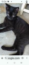 Lost Unknown Cat last seen 39th St and Warwick, wooded area by the parking lot for Park 39 apmts (old Westport High), Kansas City, MO 64111