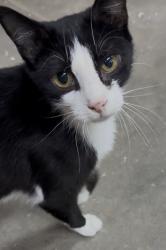 Lost Female Cat last seen Rankin Mill Rd between Link and Briar Run, Greensboro, NC 27405