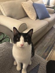 Reunited Male Cat last seen Spring Park Circle, Suwanee, GA 30024