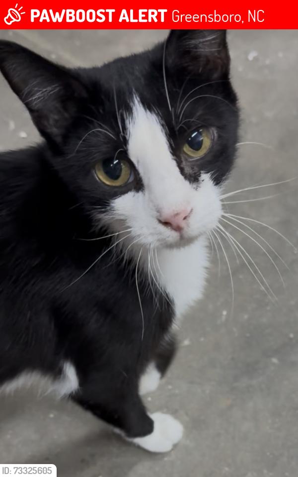 Lost Female Cat last seen Rankin Mill Rd between Link and Briar Run, Greensboro, NC 27405