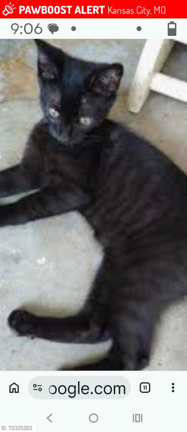 Lost Unknown Cat last seen 39th St and Warwick, wooded area by the parking lot for Park 39 apmts (old Westport High), Kansas City, MO 64111