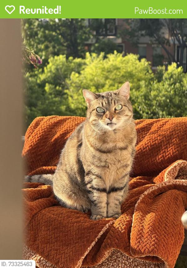 Reunited Female Cat last seen Cross oak ranch, crossroads tx, Cross Oak Ranch, TX 76227