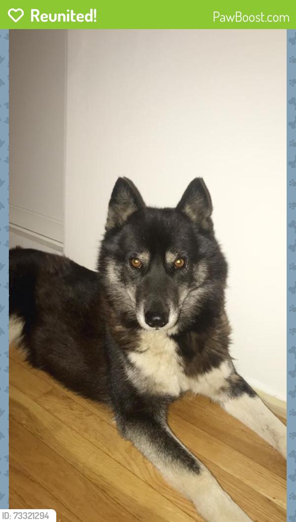Reunited Female Dog last seen Gilbert Rd, Snyder Rd, Black rd, Knoxville, TN 37920