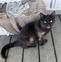 Lost Male Cat last seen Near Weiland Rd, Weatherford, TX 76088