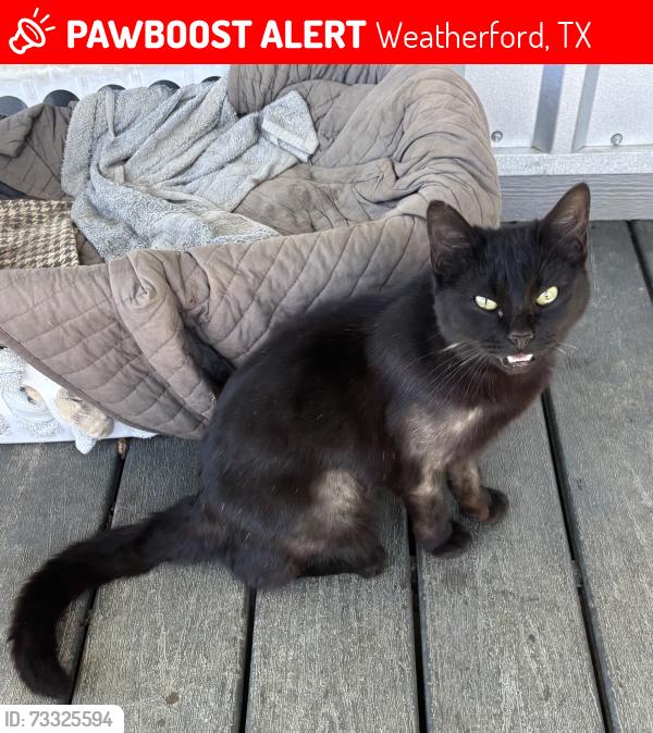 Lost Male Cat last seen Near Weiland Rd, Weatherford, TX 76088