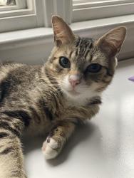 Reunited Male Cat last seen Fairbanks and Walnut, Wellesley, MA 02481