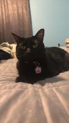 Lost Female Cat last seen Bahnsen Park, Council Bluffs, IA 51501