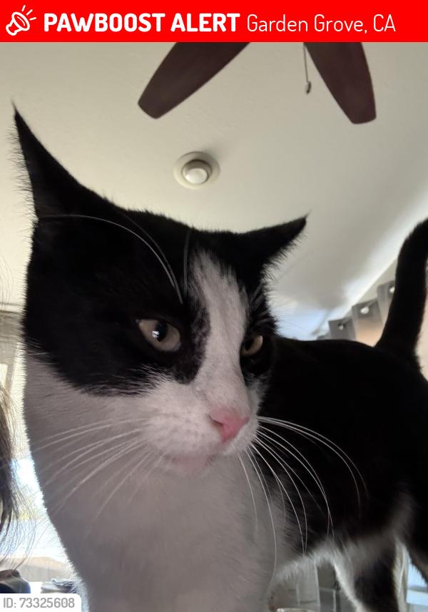 Lost Male Cat last seen Fredrick and Strathmore, Garden Grove, CA 92840
