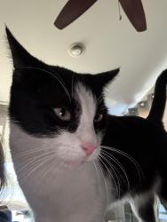 Lost Male Cat last seen Fredrick and Strathmore, Garden Grove, CA 92840