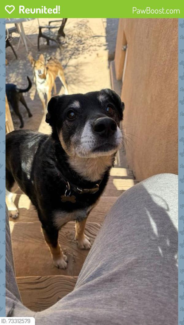 Reunited Male Dog last seen paintled lady, Albuquerque, NM 87104