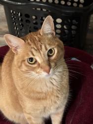 Lost Male Cat last seen Triton Ct by the Church, Santa Clara, CA 95050