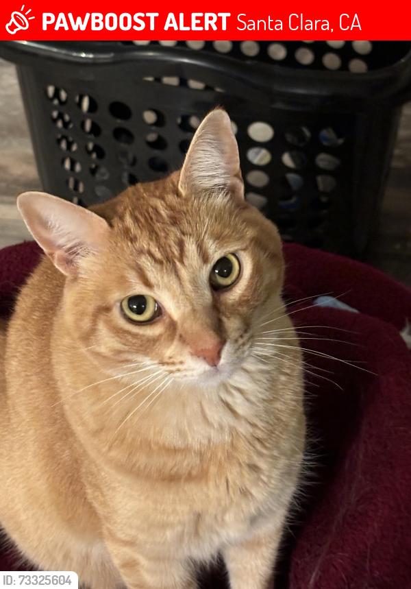Lost Male Cat last seen Triton Ct by the Church, Santa Clara, CA 95050