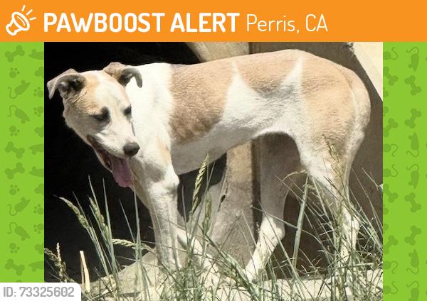 Found/Stray Female Dog last seen Ramona Express, Perris, CA 92571
