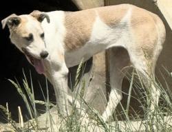 Found/Stray Female Dog last seen Ramona Express, Perris, CA 92571