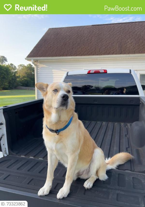 Reunited Male Dog last seen Near Frettiesburg Dr, Rockmart, GA 30153, USA, Rockmart, GA 30153
