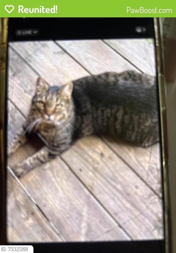 Reunited Male Cat last seen Shenandoah rd, East Fishkill, NY 12533