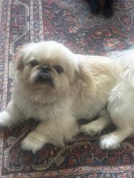 Reunited Male Dog last seen Near old Chesterbrook Rd, McLean, VA 22101
