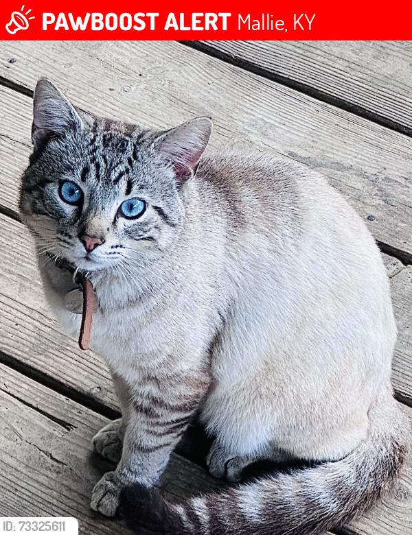 Lost Male Cat last seen Burgeys creek, Mallie, KY 41836