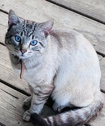 Lost Male Cat last seen Burgeys creek, Mallie, KY 41836