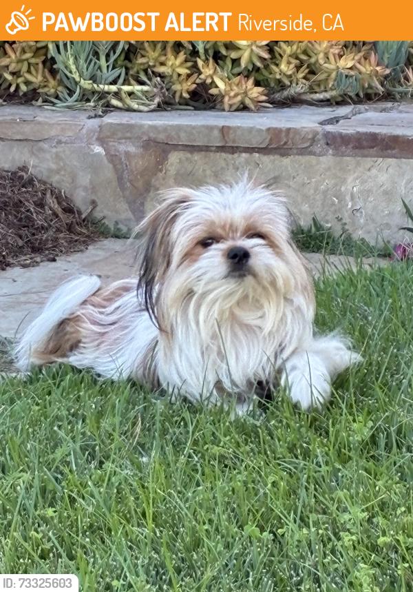 Found/Stray Unknown Dog last seen Pine and Houghton, Riverside, CA 92501