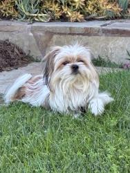 Found/Stray Unknown Dog last seen Pine and Houghton, Riverside, CA 92501