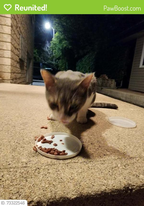 Reunited Male Cat last seen St. Mary's Rd at Cromwell St., Winnipeg, MB 