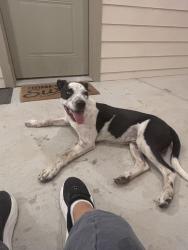 Reunited Male Dog last seen Monaco apmts, Midland, TX 79703