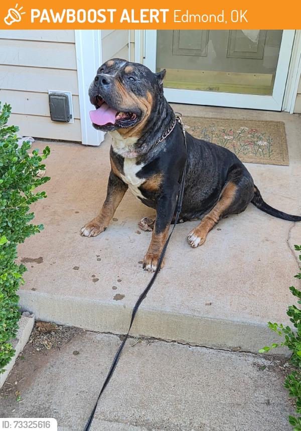 Found/Stray Male Dog last seen 150th & Western, Edmond, OK 73013