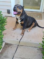 Found/Stray Male Dog last seen 150th & Western, Edmond, OK 73013