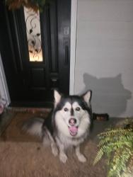 Found/Stray Male Dog last seen Cedar creek ln, Riverdale, GA 30296