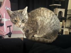 Lost Female Cat last seen Fort Sill Conklin Rd, Lawton, OK 73503
