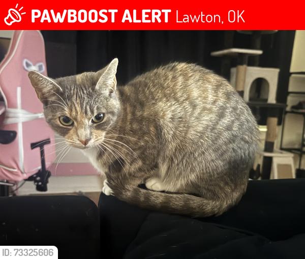 Lost Female Cat last seen Fort Sill Conklin Rd, Lawton, OK 73503
