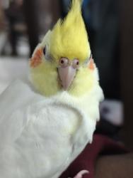 Lost Male Bird last seen Jahaj mahal, New Delhi, DL 