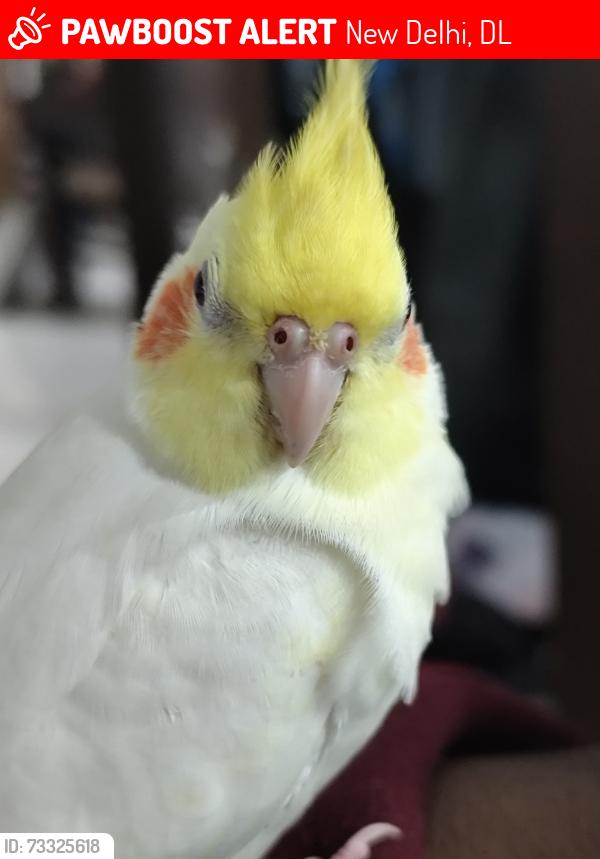 Lost Male Bird last seen Jahaj mahal, New Delhi, DL 