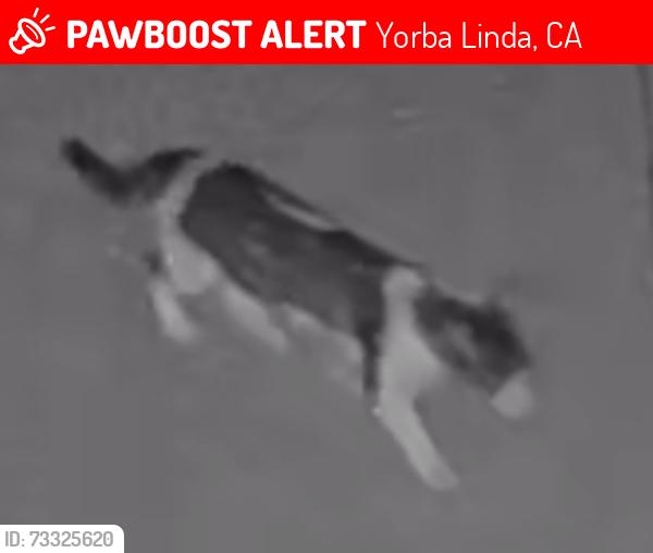 Lost Unknown Cat last seen Lakeview and Via Madera, Yorba Linda, CA 92886