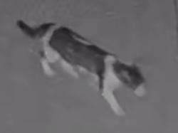 Lost Unknown Cat last seen Lakeview and Via Madera, Yorba Linda, CA 92886