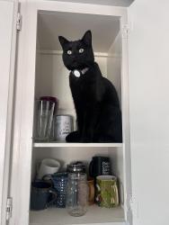 Reunited Female Cat last seen Near S, 800 E, Salt Lake City, UT 84106