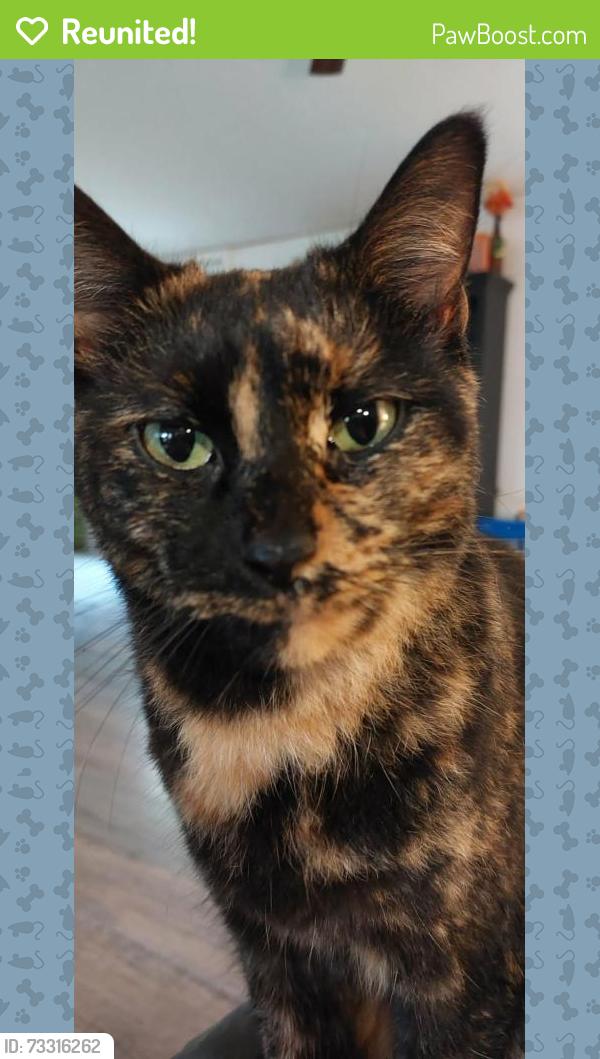 Reunited Female Cat last seen Crestview and Carter, Victoria County, TX 77905