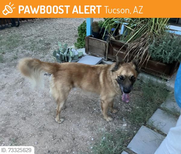 Found/Stray Male Dog last seen Harrison and Broadway, Tucson, AZ 85748