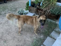 Found/Stray Male Dog last seen Harrison and Broadway, Tucson, AZ 85748