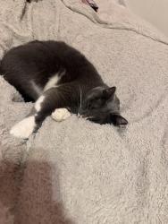 Lost Male Cat last seen E Ryan rd and 15th st, Oak Creek, WI 53154
