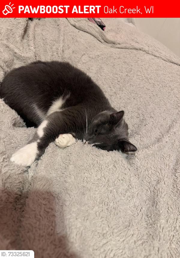 Lost Male Cat last seen E Ryan rd and 15th st, Oak Creek, WI 53154