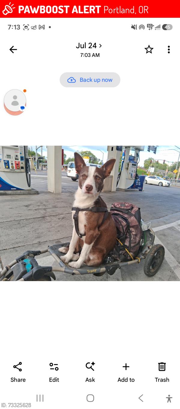 Lost Male Dog last seen Rosa parks and Michagin Ave, Portland, OR 97217