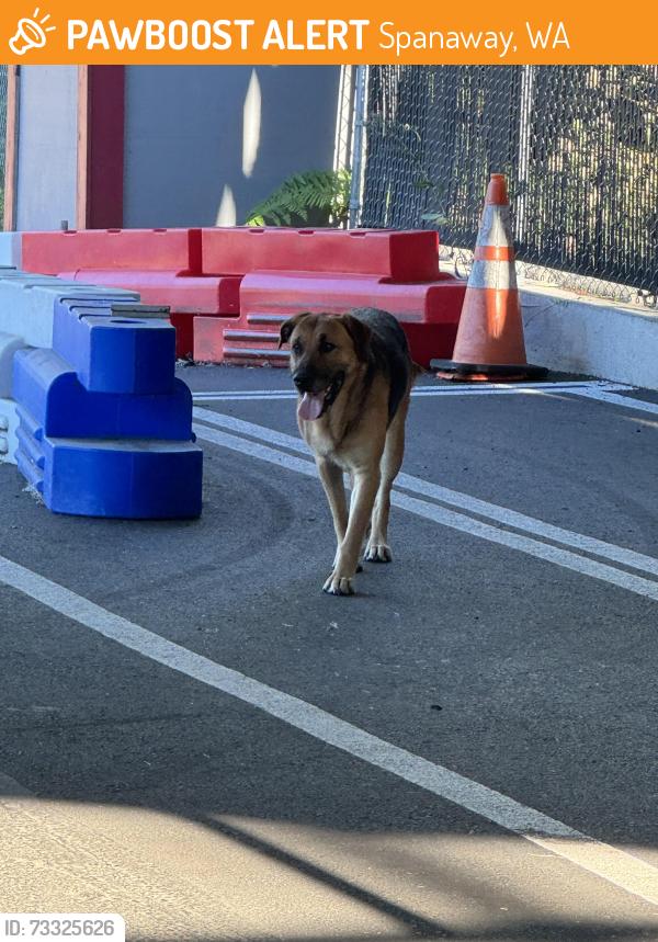 Found/Stray Female Dog last seen Puget Sound Go Kart track, Spanaway, WA 98387