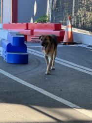 Found/Stray Female Dog last seen Puget Sound Go Kart track, Spanaway, WA 98387