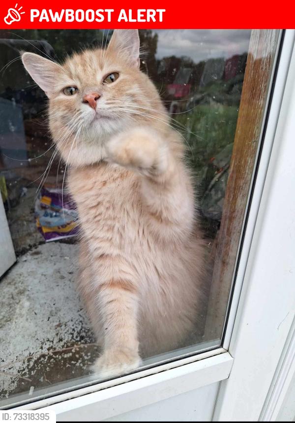 Lost Male Cat last seen Tennyson and Tennyson Court, Breckenridge Hills, MO 63114