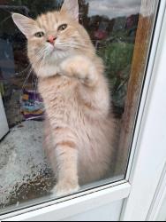 Lost Male Cat last seen Tennyson and Tennyson Court, Breckenridge Hills, MO 63114