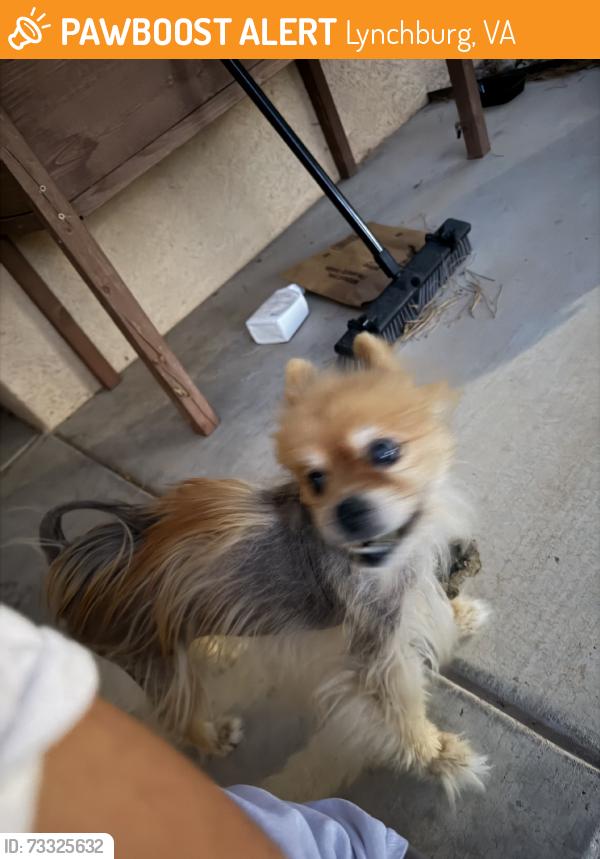 Found/Stray Unknown Dog last seen Taos Meadows dr NE, Lynchburg, VA 24501